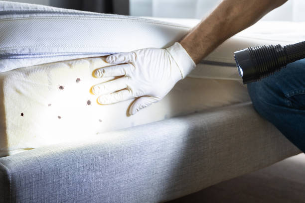 Best Flea Control Services  in Hico, TX