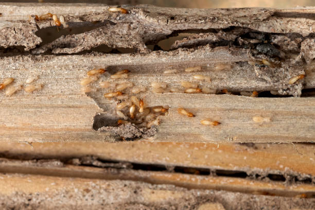 Best Flea Control Services  in Hico, TX