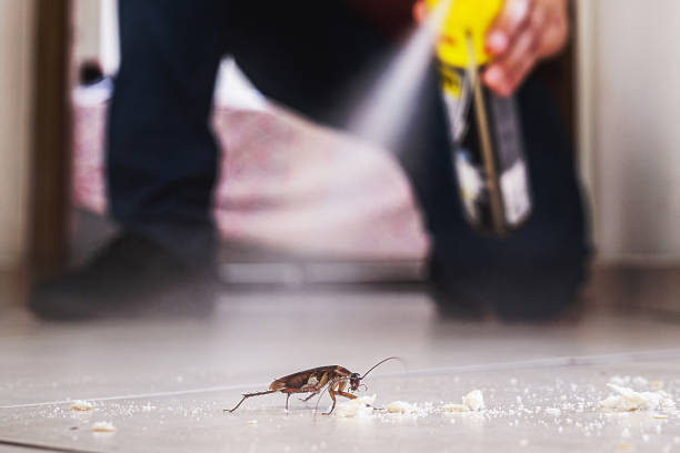 Best Pest Prevention Services  in Hico, TX