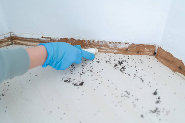 Best Affordable Pest Control Services  in Hico, TX