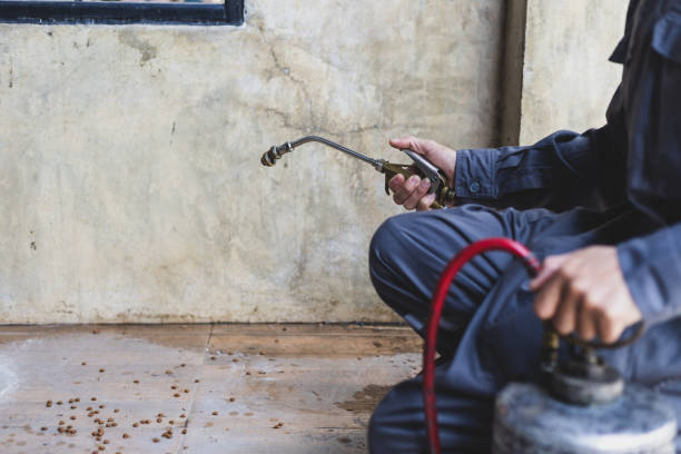 Best Wasp Removal Services  in Hico, TX